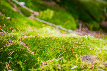 Fototapeta premium grass like a carpet
