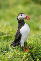 North Atlantic puffins at Faroe island Mykines