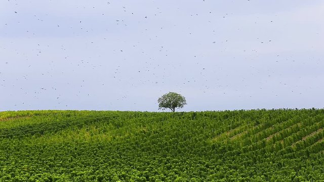 Many starling birds flying over the grape plants in autumn
