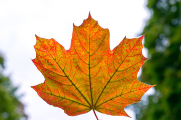 Fototapeta na wymiar Maple leaf with different shades on a background of autumn sky