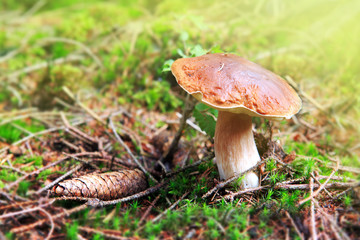 Porcini mushroom in the autumn forest.