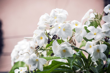Fototapeta na wymiar Flower white