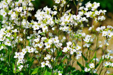 white meadow flowers with green mood