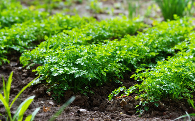 Green potato plant.