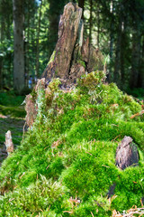 Fototapeta premium grass like a carpet