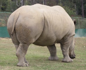 Obraz premium White Rhinoceros (Ceratotherium Simum) (1)