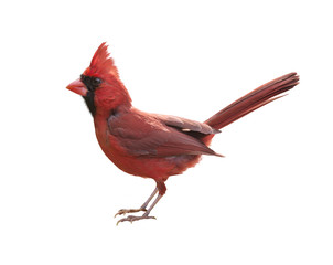 Male Northern Cardinal