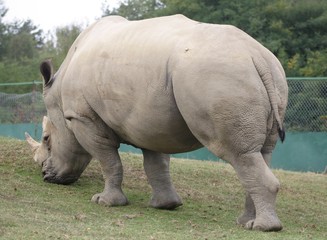 Obraz premium White Rhinoceros (Ceratotherium Simum) (5)