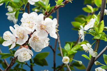 blossom cherry branch studio background