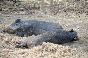 Parque Natural SendaViva Navarra España