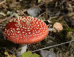 einzelner Fliegenpilz mit herbstlichen Waldboden im Hintergrund