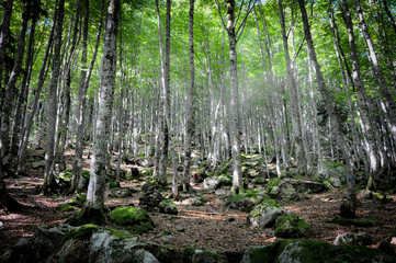 Alignment of Birches in the undergrowth