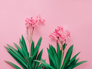 summer background concept with bouquet of pink oleander tropical flower with leaf arrange on pastel pink background
