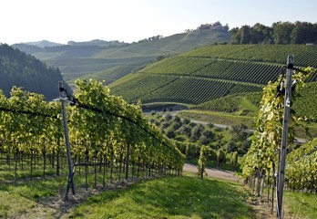 Fototapeta premium Badische Weinberge in Hanglage bei Durbach mit Schloss Staufenberg im Hintergrund;