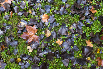 Autumn leaves