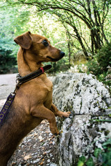 Dog and stone