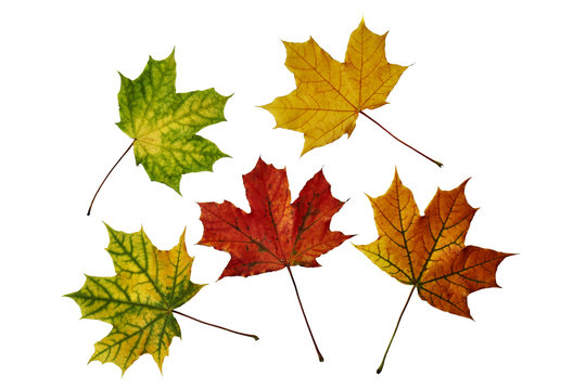 Autumn fallen maple leaves isolated on white