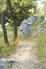 Sunny path with stones
