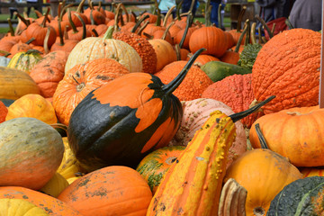 Gorop of pumpkins and gourds