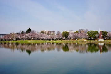 Obraz premium 水辺の桜