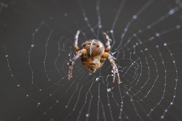 Spider in Web