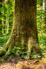 Fototapeta premium the forest