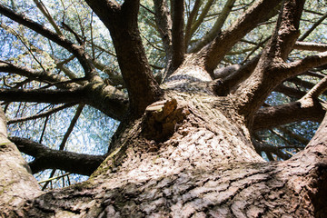 pine trunk and branches