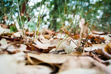 the bark of the tree lies on the grass