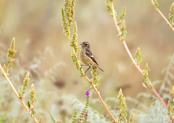 Young stonechat in natural habitat
