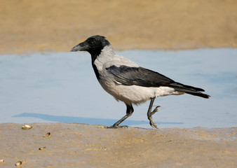Grey crow walking on the shore