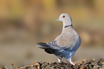 The Eurasian collared dove (Streptopelia decaocto) close up portrait on colorfull blurred background