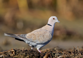 The Eurasian collared dove (Streptopelia decaocto) close up portrait on colorfull blurred background