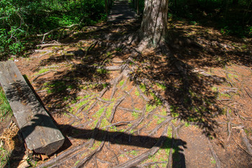 Fototapeta premium deep root of the tree