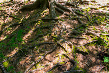 deep root of the tree