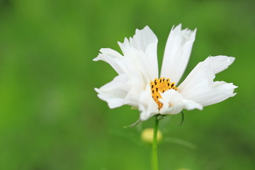 Obraz premium コスモス