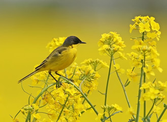 Black headed wagtail on yellow rape with blurred deep yellow background