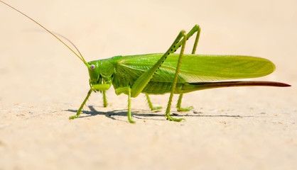 A big grasshopers on the sand close up view.