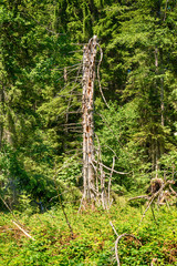 Fototapeta premium sick tree