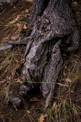 The roots of the tree