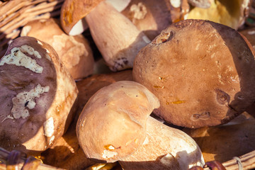  Fresh mushrooms in the basket.