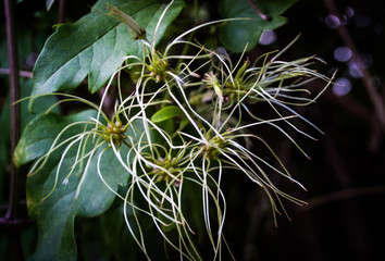 Beautiful Bush