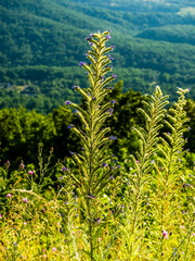 Tall Purple Wildflowers in Shenandoah National Park