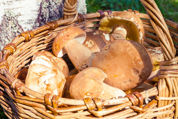  Fresh mushrooms in the basket.