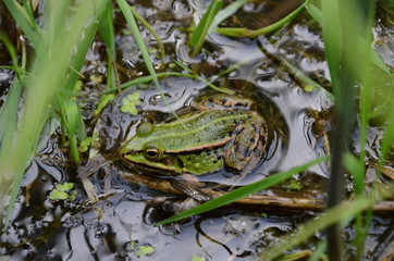 Frog in a Pond