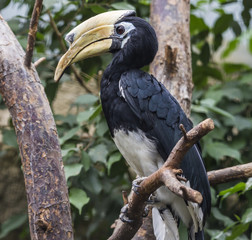 Close-up view of an Oriental Pied Hornbill - Anthracoceros albirostris