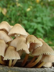 Pilze auf Bank