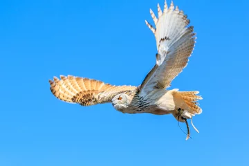 Papier Peint photo autocollant Hibou Uhu - european eagle owl flying