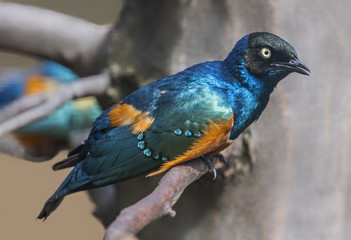 Close-up view of a superb starling - Lamprotornis superbus