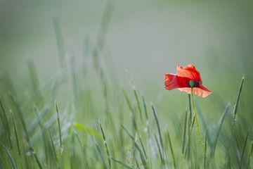 single poppy on green backgound
