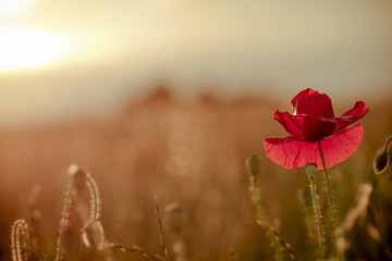 single poppy on red tuned background